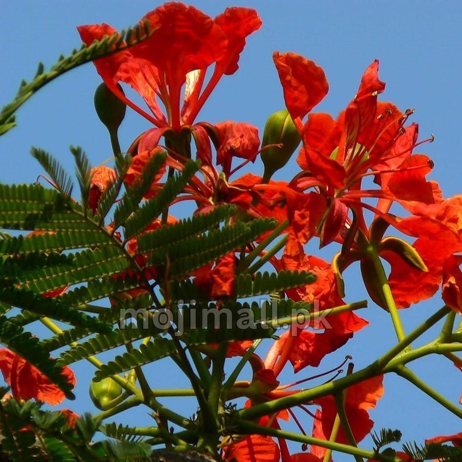 Gul Mohar (گل مہر) – 15+ Tree Seeds-Moji Mall