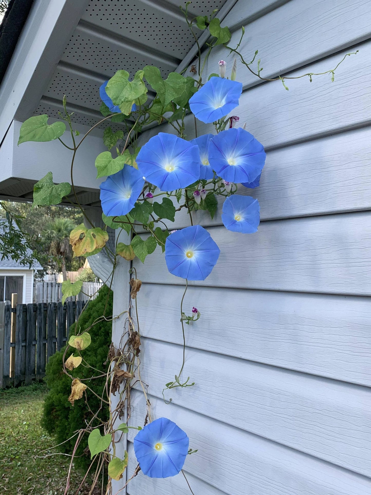 Morning Glory Heavenly Blue 10+ Seeds