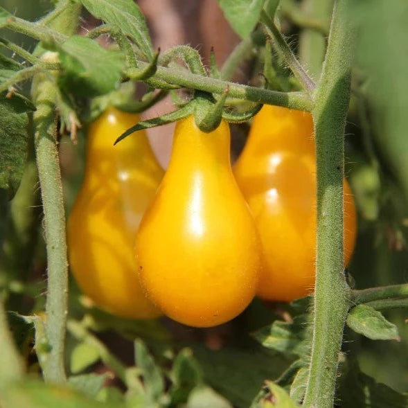 Tomato Cherry (Yellow Pear Shaped) – 25+ Seeds-Moji Mall