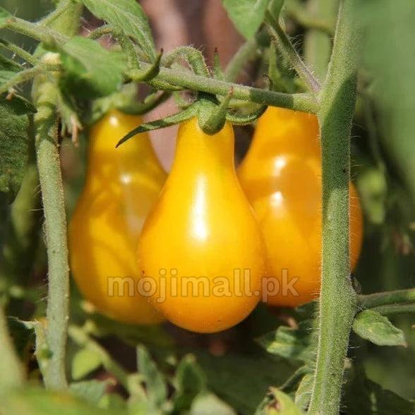 Tomato Cherry (Yellow Pear Shaped) – 25+ Seeds-Moji Mall