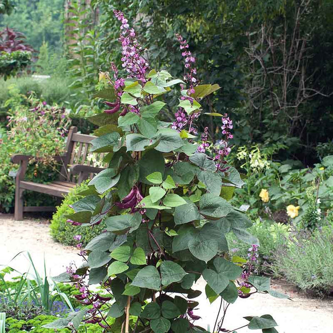 Hyacinth (Purple) Bean Vine - 5 Seeds