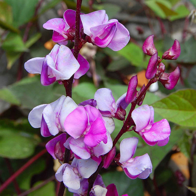 Hyacinth (Purple) Bean Vine - 5 Seeds