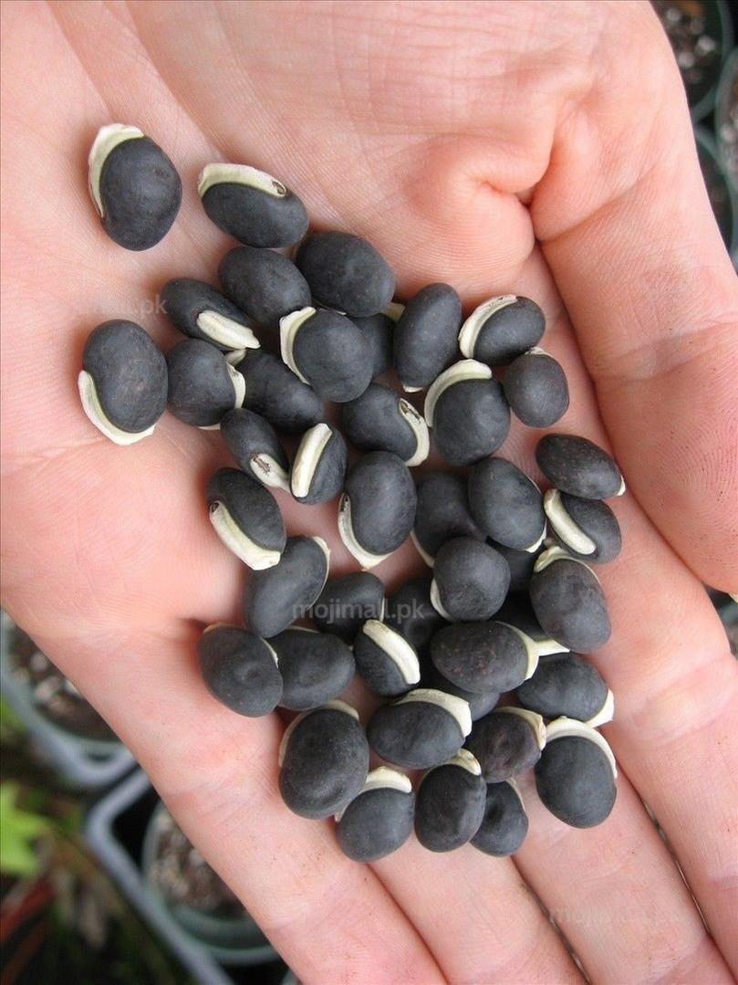 Hyacinth Bean Vine (Purple) – 5 Seeds-Moji Mall
