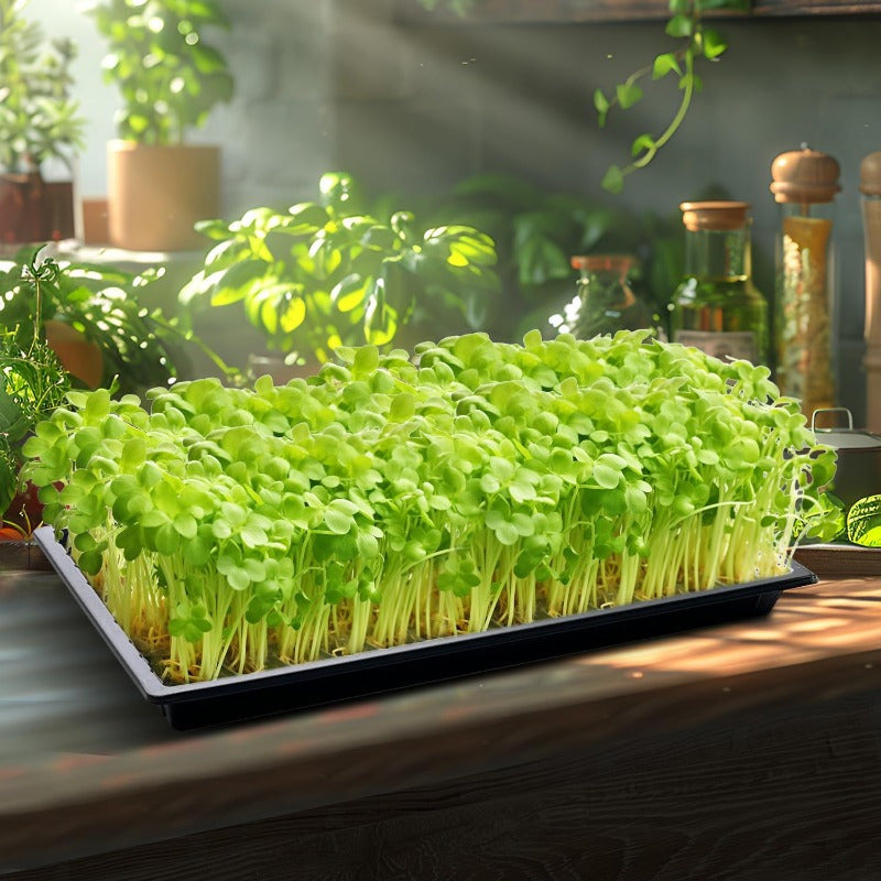 Hydroponic tray