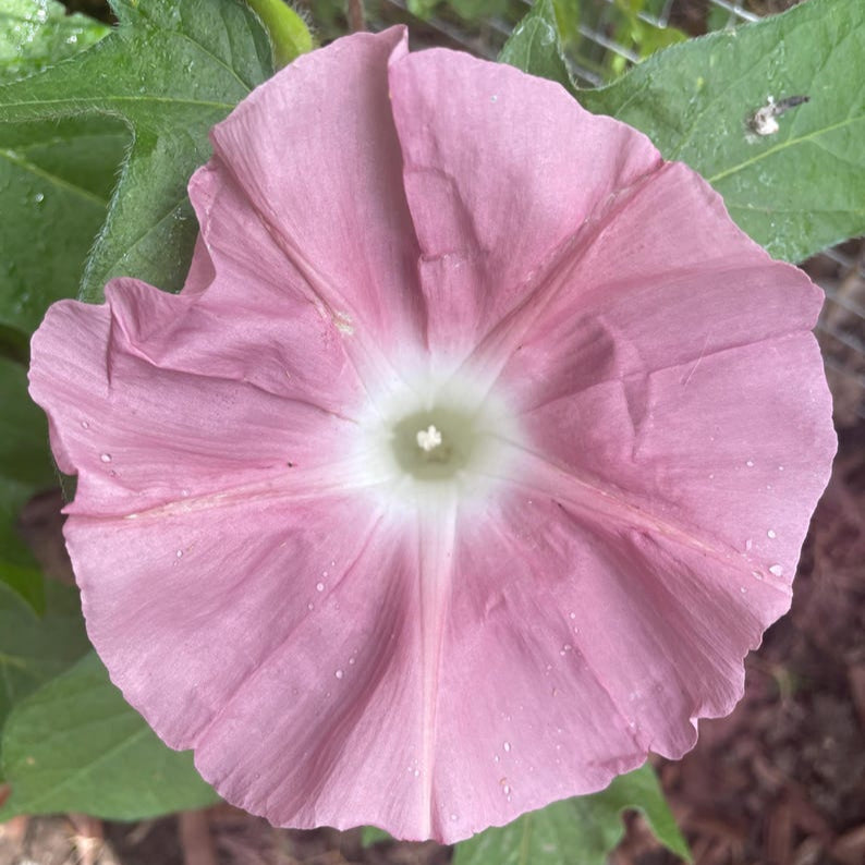 Morning Glory - Chocolate - Seeds