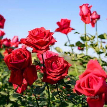Rose Care – Fertilizer-Moji Mall