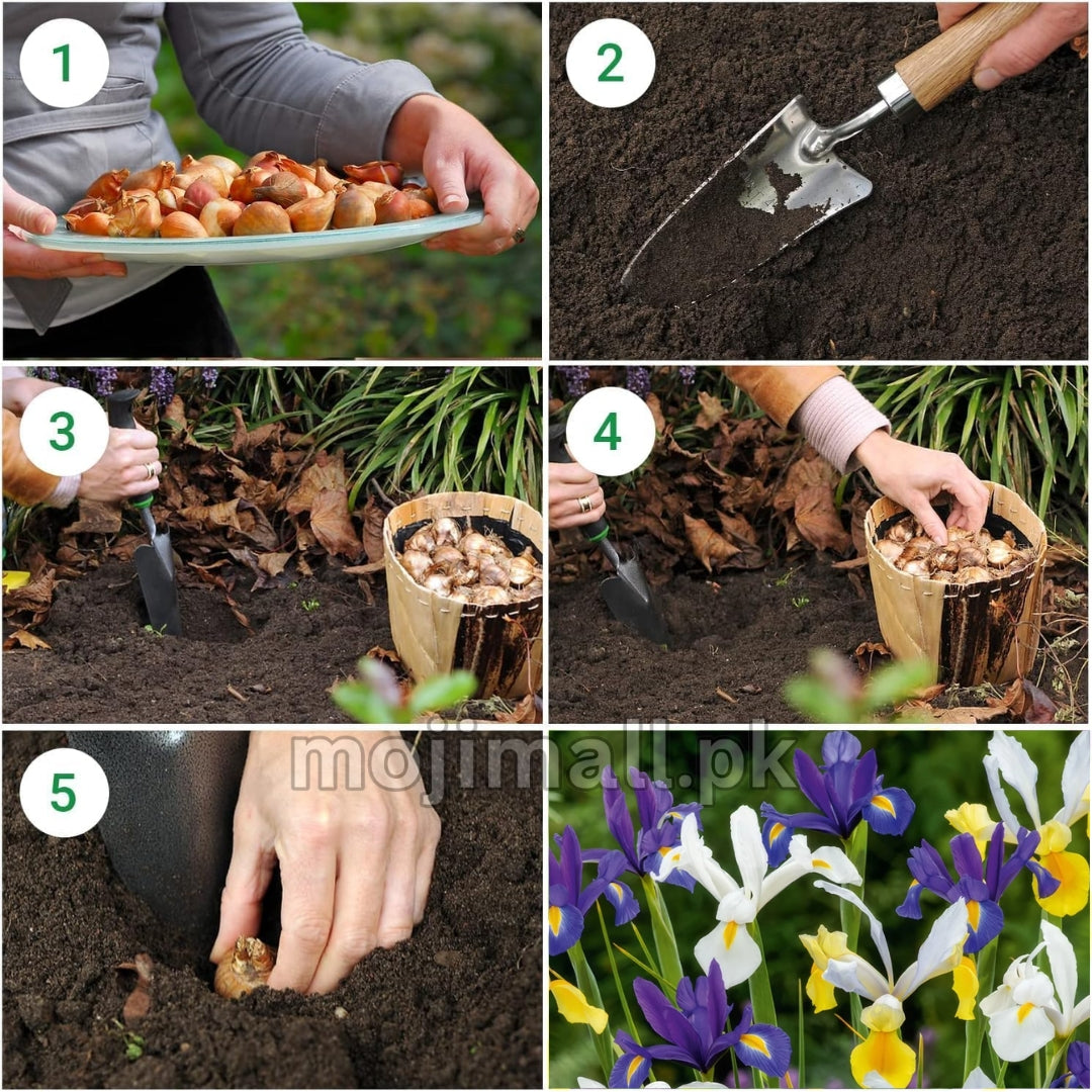 Pack of 4 Dutch iris (imported) Mix Colors – Flower Bulbs