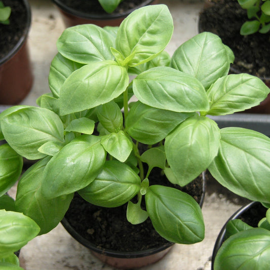 Fresh Italian Basil, grown from trusted seeds at Mojimall, offering aromatic, flavorful leaves perfect for your favorite Mediterranean recipes.