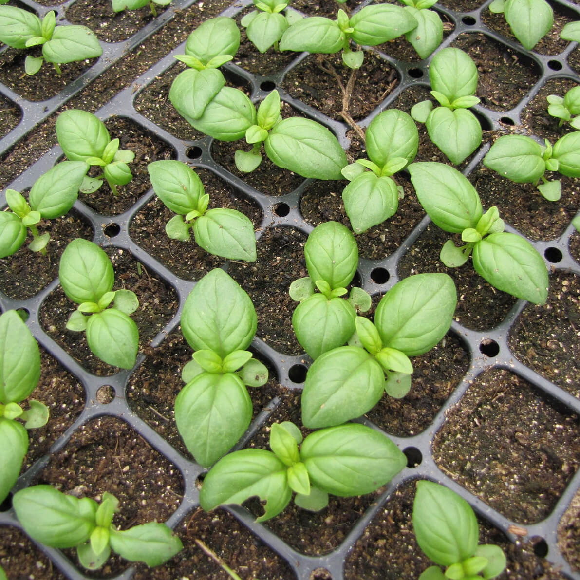 Healthy Italian Basil seedlings from Mojimall, grown from trusted seeds, ideal for adding aromatic, flavorful leaves to your Mediterranean dishes.