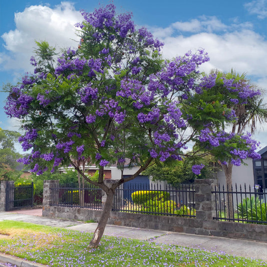 Jacaranda – 50+ Tree Seeds