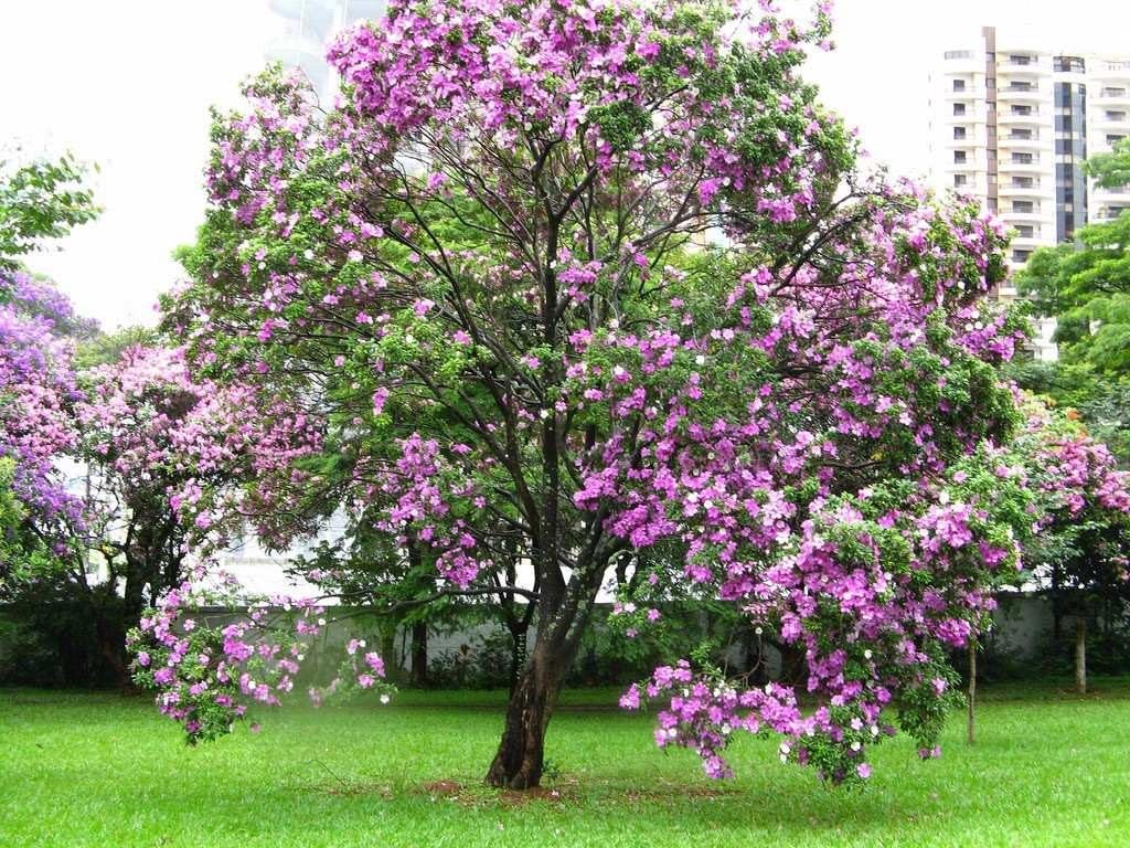 Kachnar (کچنار) – 20+ Tree Seeds