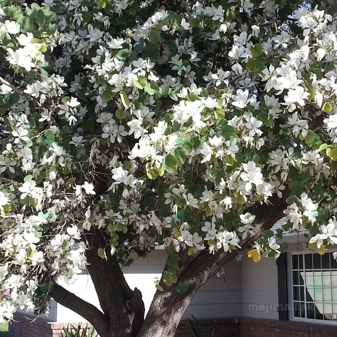 Kachnar White (سفید کچنار) – 20+ Tree Seeds-Moji Mall Pakistan
