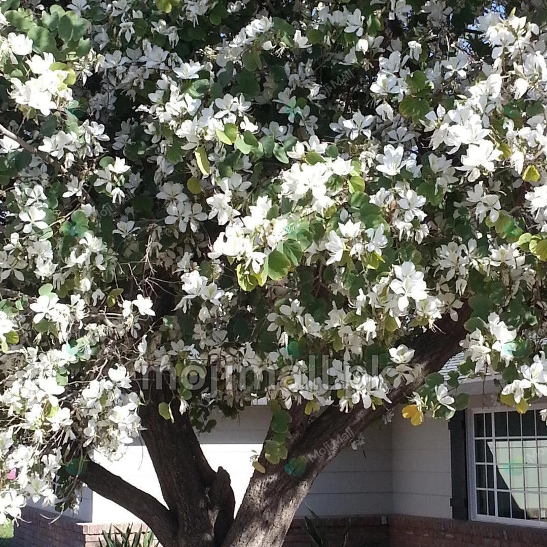 Kachnar White (سفید کچنار) – 20+ Tree Seeds-Moji Mall Pakistan