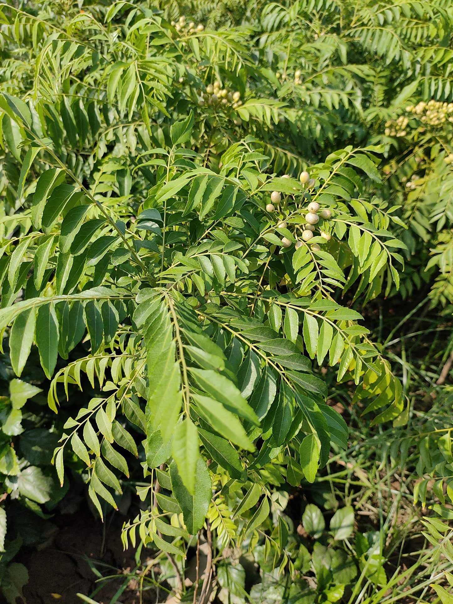 Curry tree – Tree Seeds
