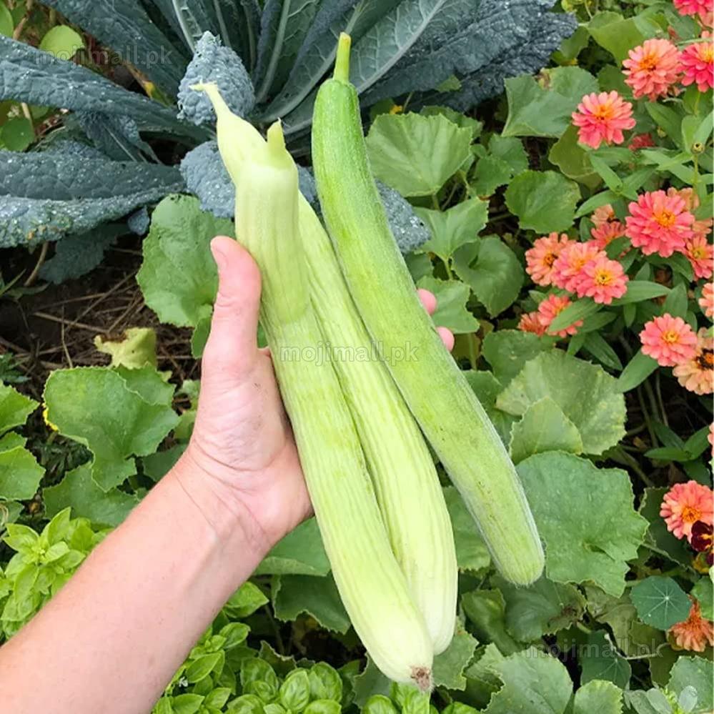 Freshly picked Kakri cucumbers, harvested at peak freshness, offering a crisp, crunchy texture perfect for healthy meals and snacks.