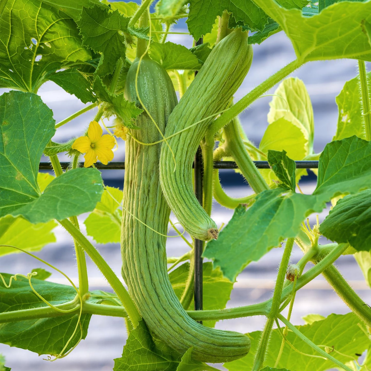 Fresh Kakri cucumbers, grown from premium seeds sourced from Mojimall, offering a crisp texture and refreshing flavor perfect for salads.