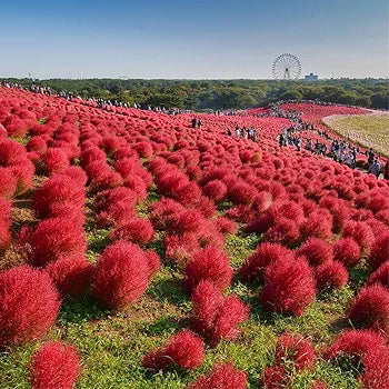 Kochia – Burning Bush 150+ Seeds (SUMMER)