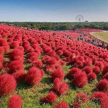 Kochia – Burning Bush 150+ Seeds-Moji Mall
