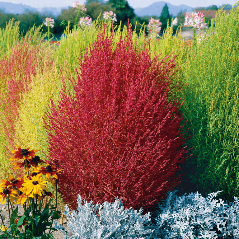 Kochia – Burning Bush 150+ Seeds (SUMMER)