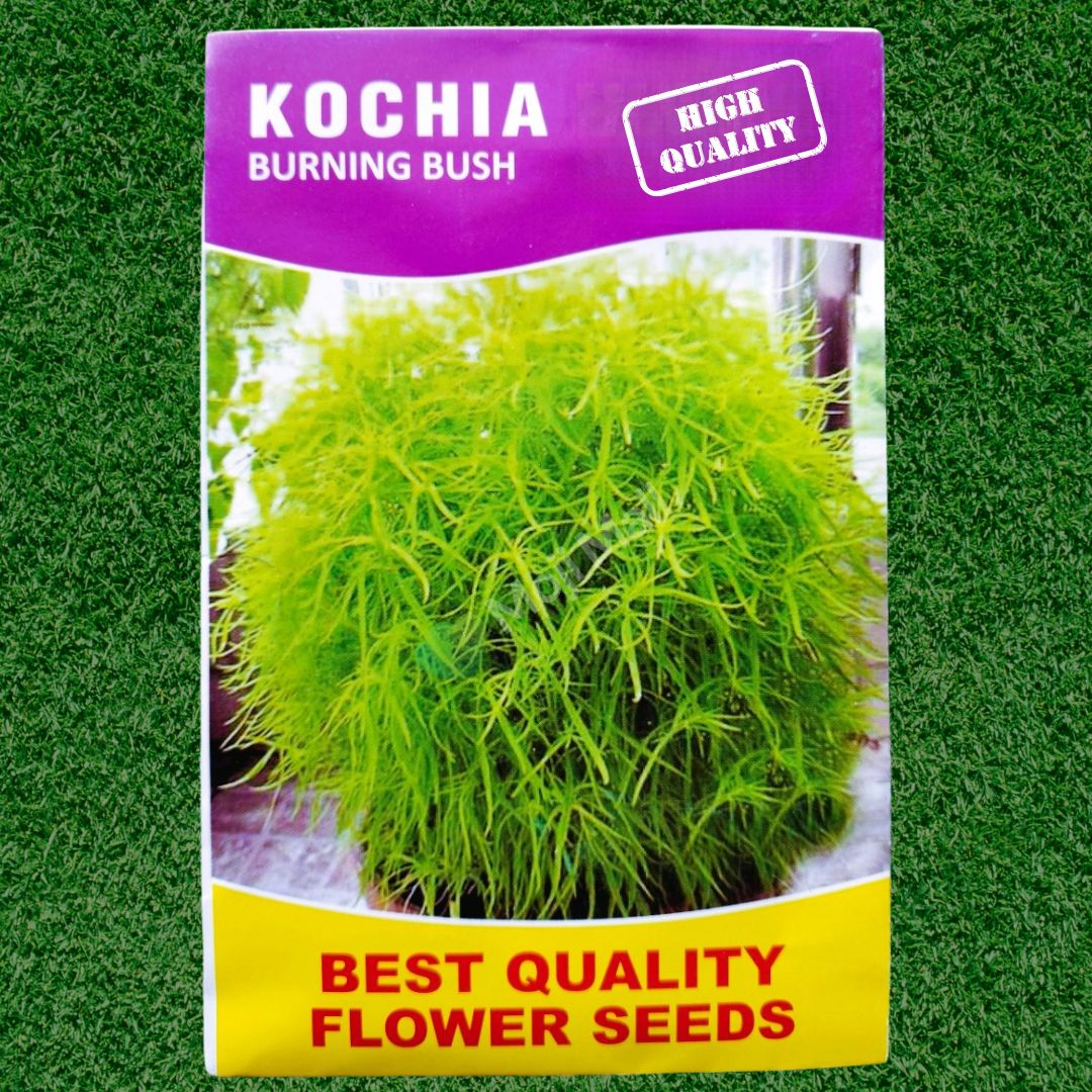 Kochia (کوچیا) - 300+ Seeds