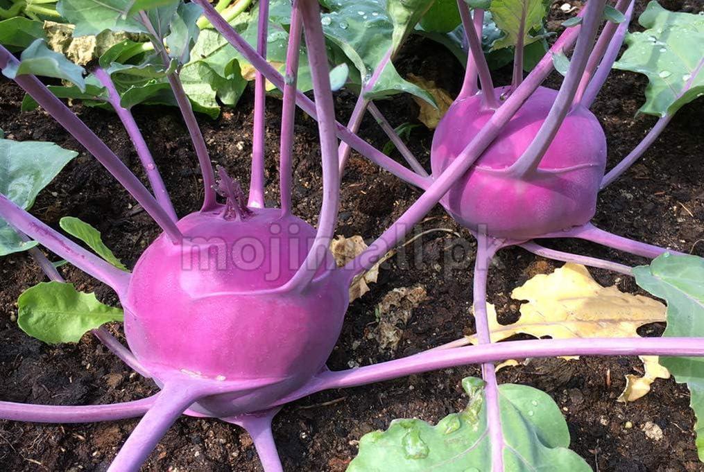 Purple kohlrabi plants growing in a garden bed