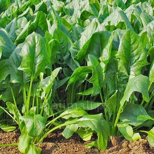 Lahori Palak (لاہوری پالک کے بیج) – 500+ Seeds-Moji Mall