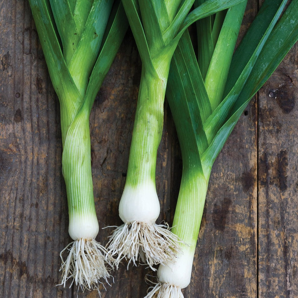 Leek – 35+ Seeds