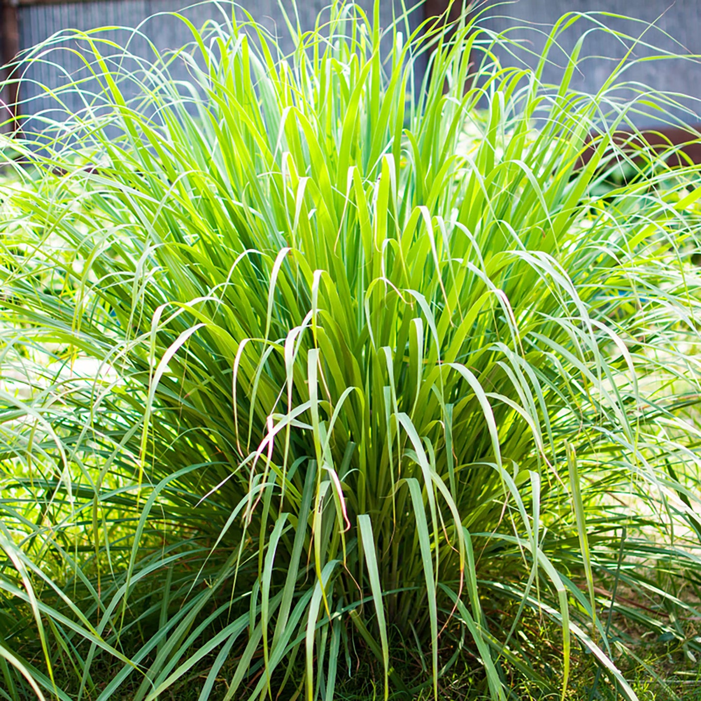 Lemon Grass (سبز قہوہ)-Moji Mall