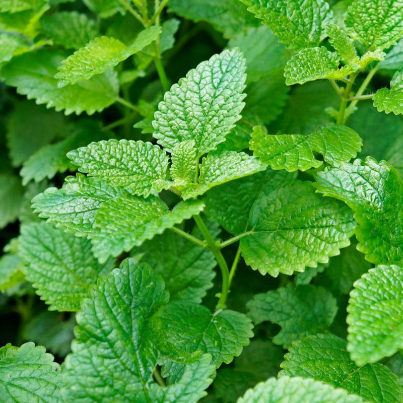 Lemon Balm – Royal Seeds