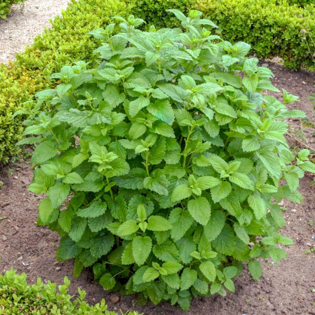 Lemon balm – 50+ Seeds-Moji Mall