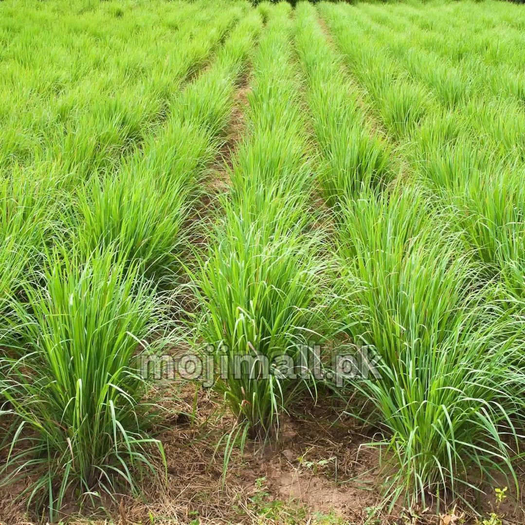 Lemon Grass (سبز قہوہ) – 50+ Seeds