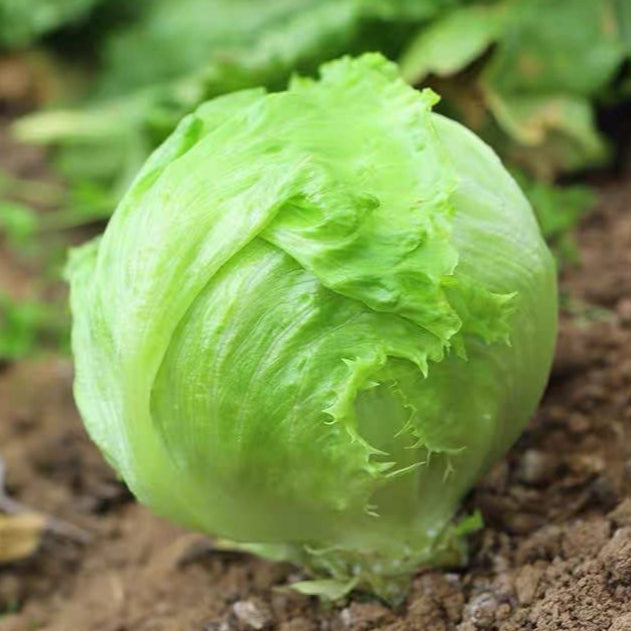 Lettuce Iceberg – 150+ Seeds