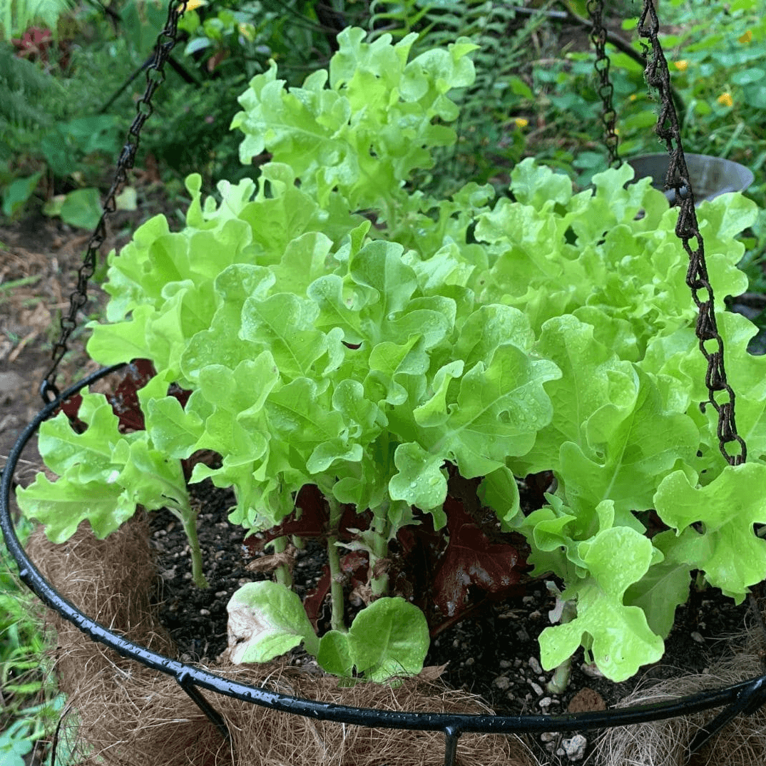 Healthy Green Lettuce seedlings, grown from premium seeds at Mojimall, ready to be planted in your garden for fresh, crunchy leaves.