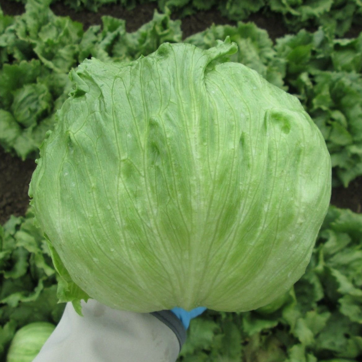 Fresh Iceberg lettuce, grown from high-quality seeds from Mojimall, offering a crisp, refreshing crunch perfect for salads and healthy meals.