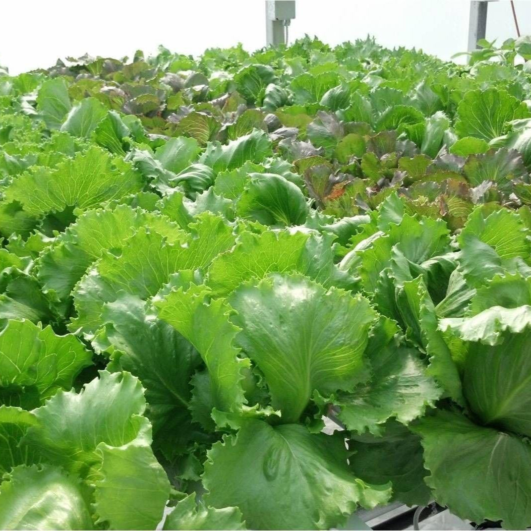 Iceberg lettuce plants, grown from premium seeds, offering vibrant green leaves and a crisp texture perfect for fresh salads.