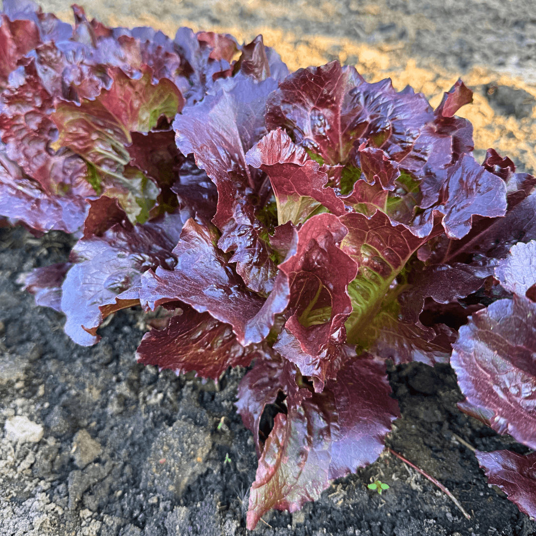 Lettuce Red – 100+ Seeds