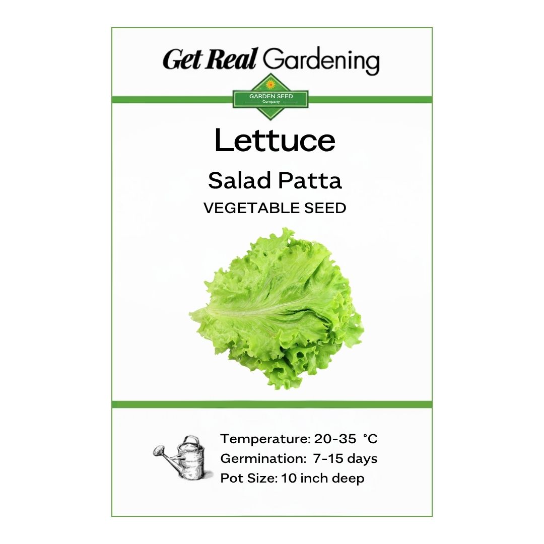 Lettuce (سلاد پتہ کے بیج) – 250+ Seeds