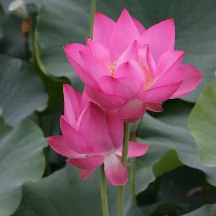 Lotus (Kanwal,کنول) - Pink - 5 Seeds
