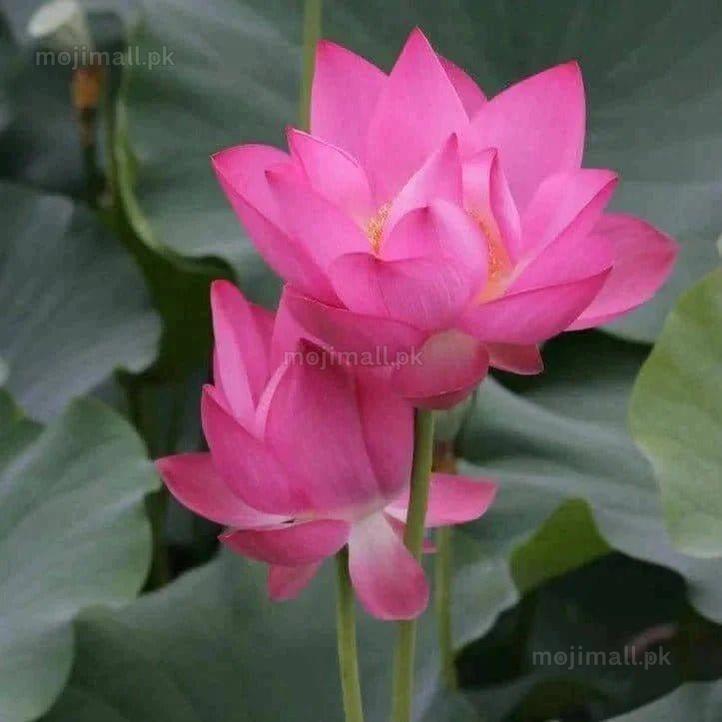 Lotus (کنول) Pink – 5 Seeds-Moji Mall