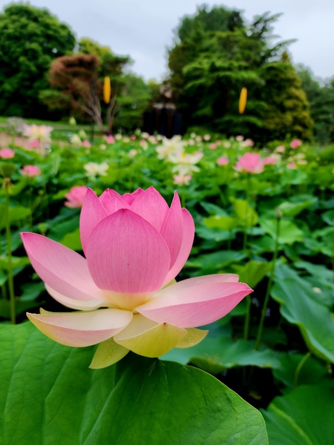 Lotus (Kanwal,کنول) - Pink - 5 Seeds