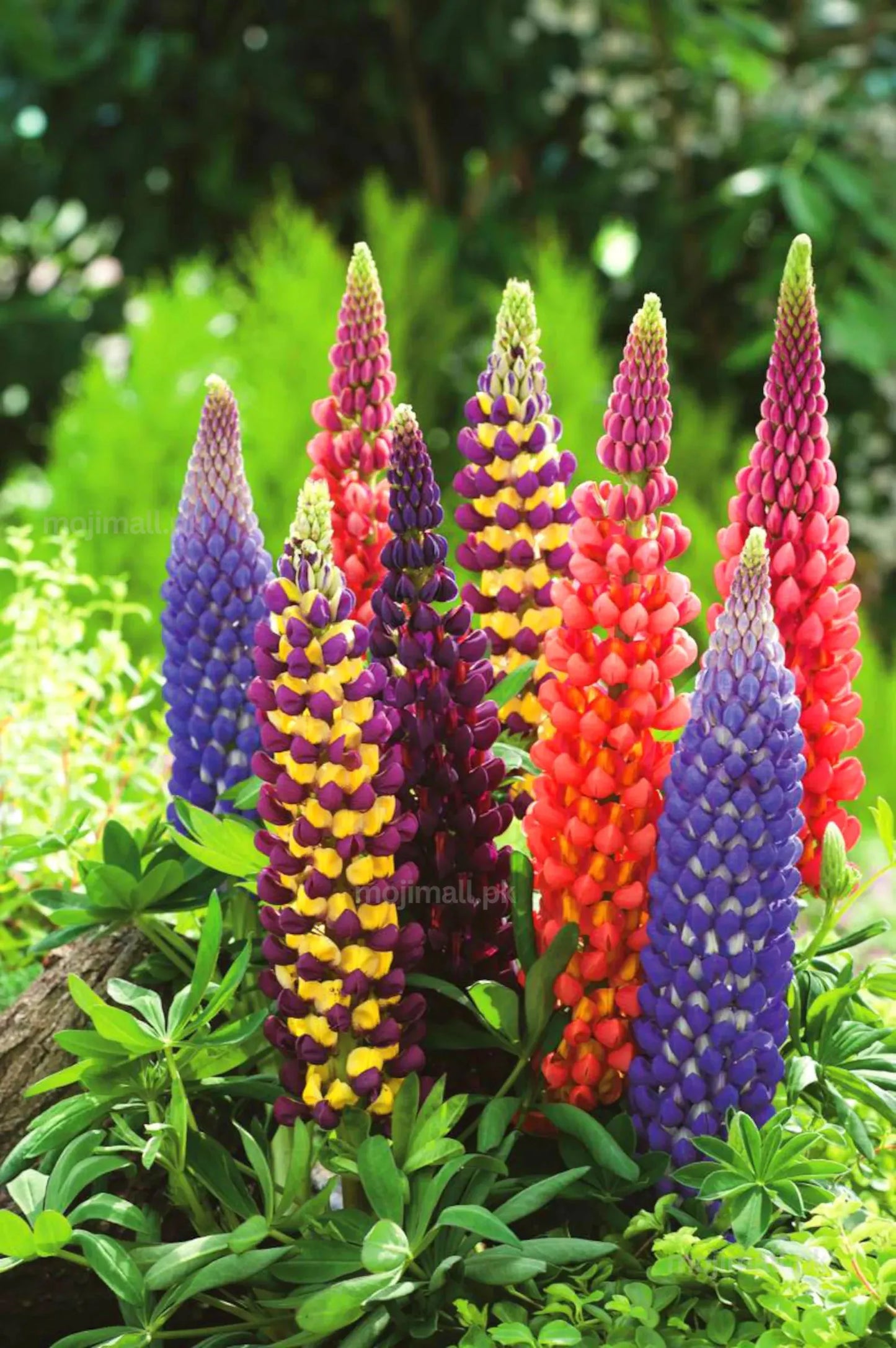Colorful lupine flowers in a garden setting