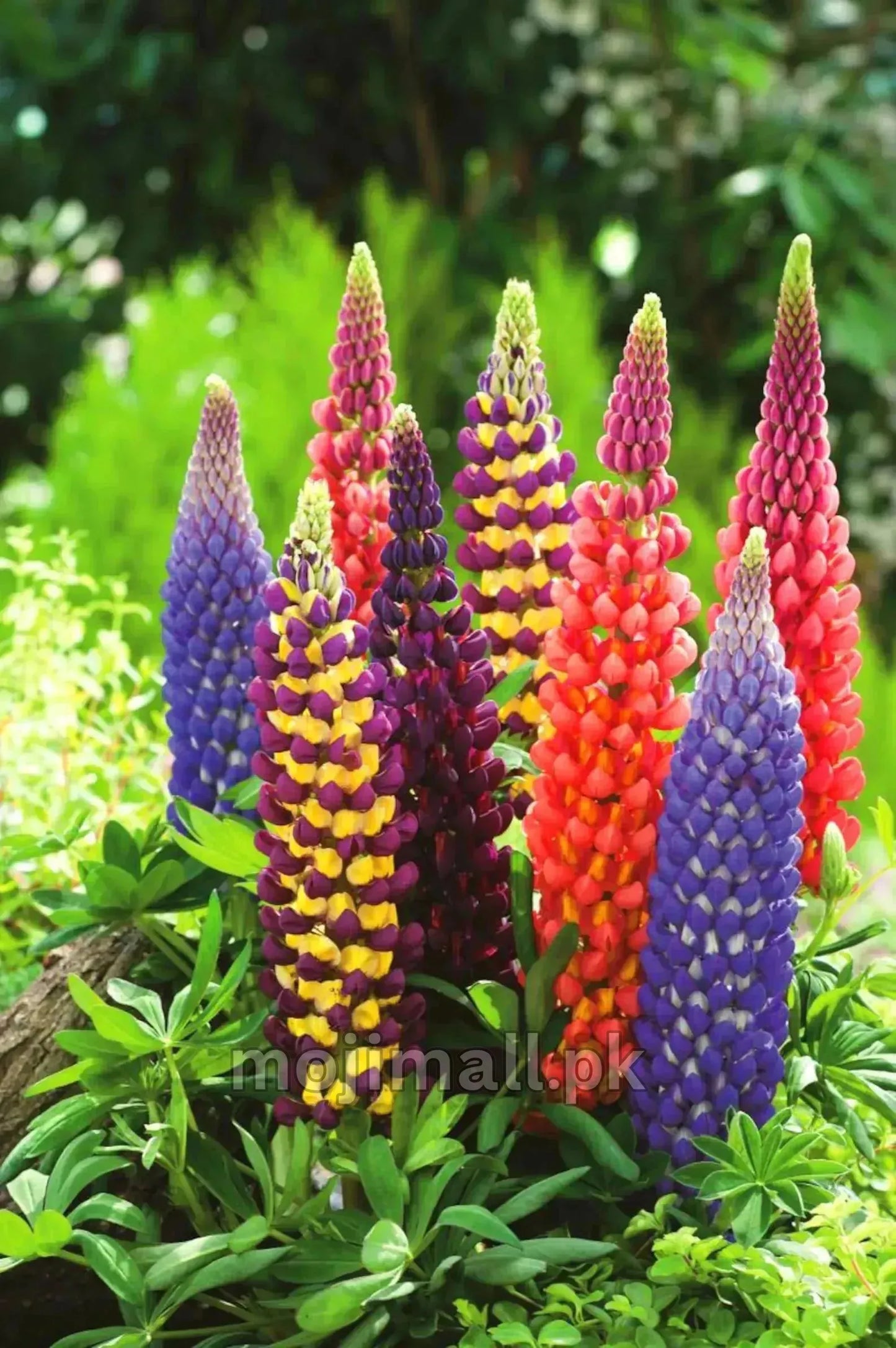 Colorful lupine flowers in a garden setting