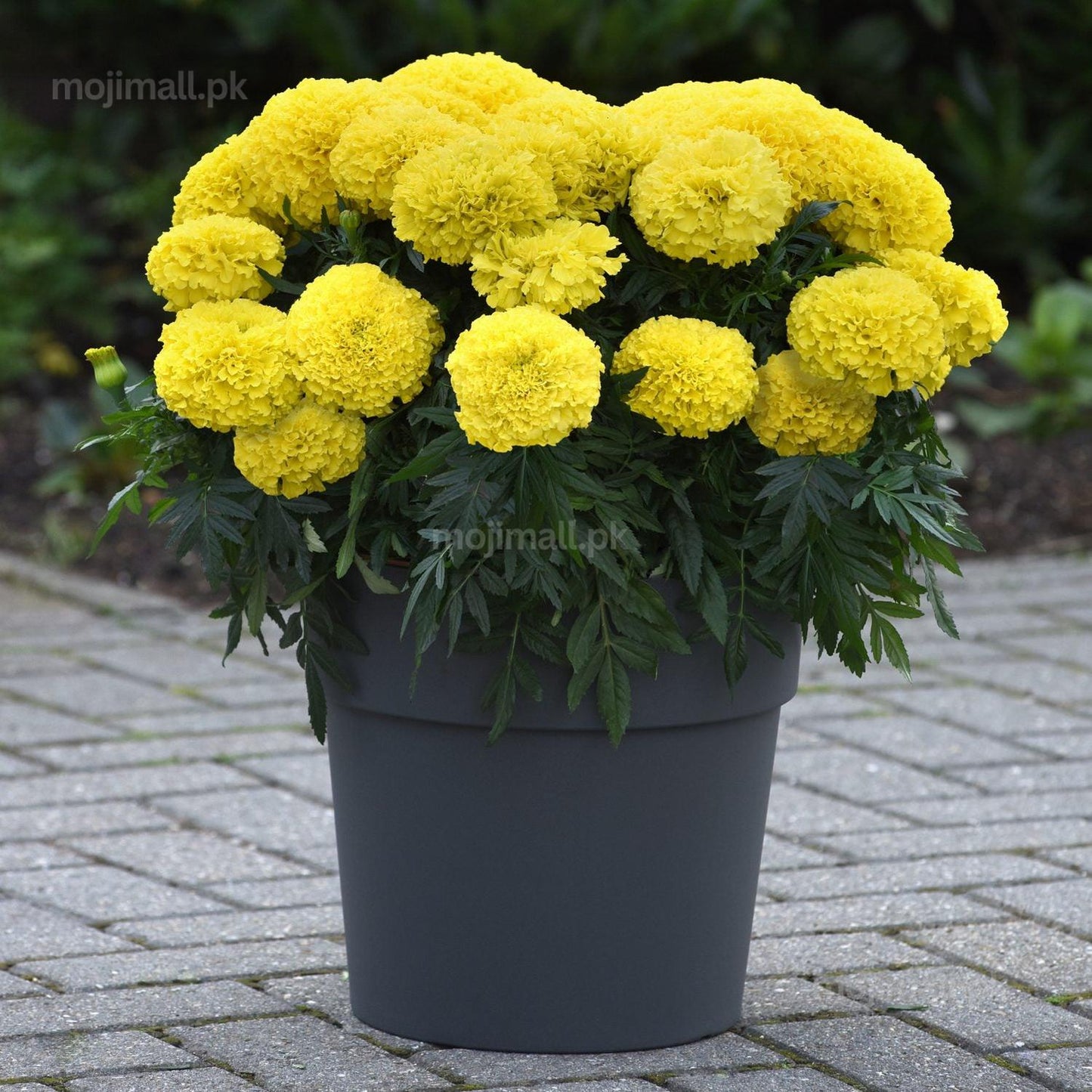 Tagetes (Yellow) – F1 Hybrid Seeds-Moji Mall