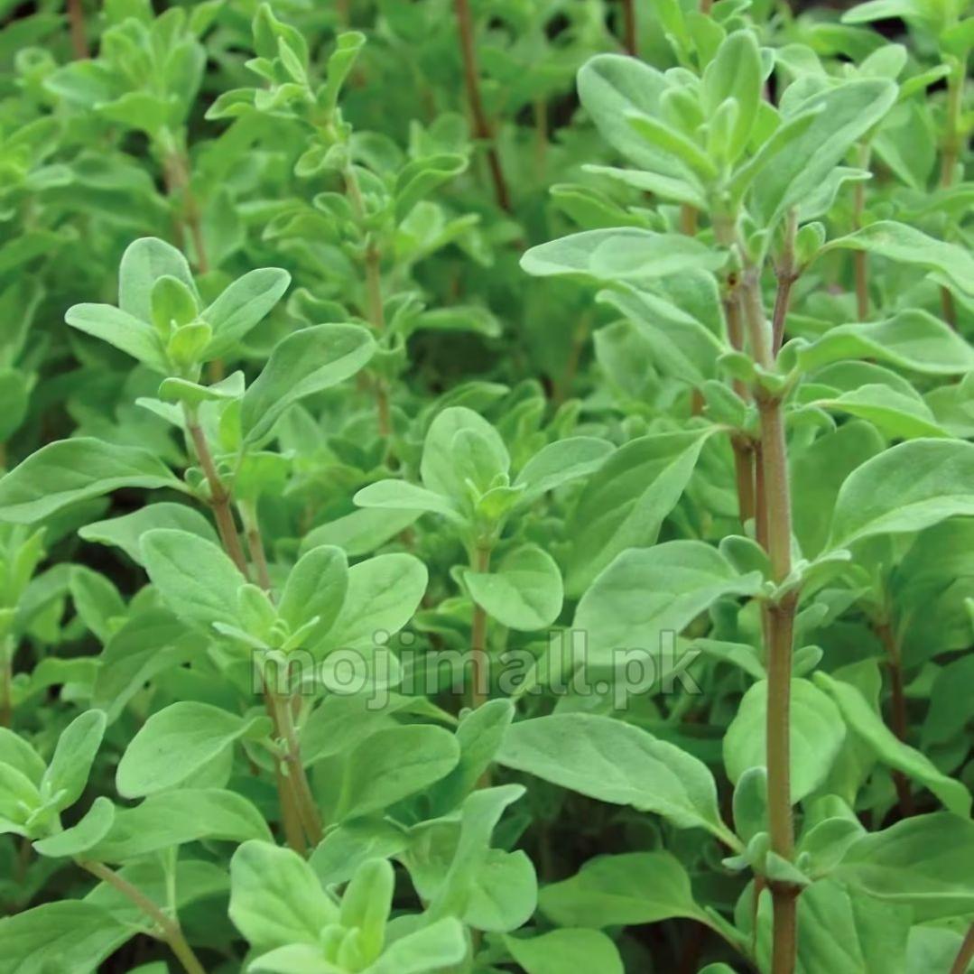 Marjoram – 50+ Seeds