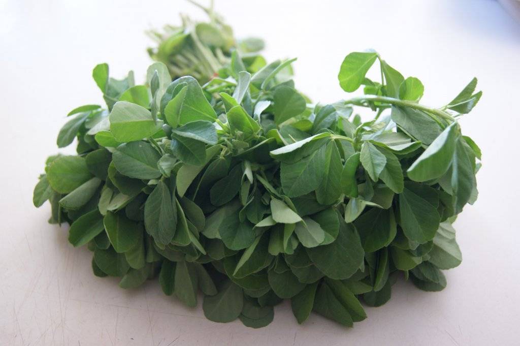 Fresh Methi (Fenugreek) leaves, harvested from plants grown from high-quality seeds available at Mojimall, ready for cooking.