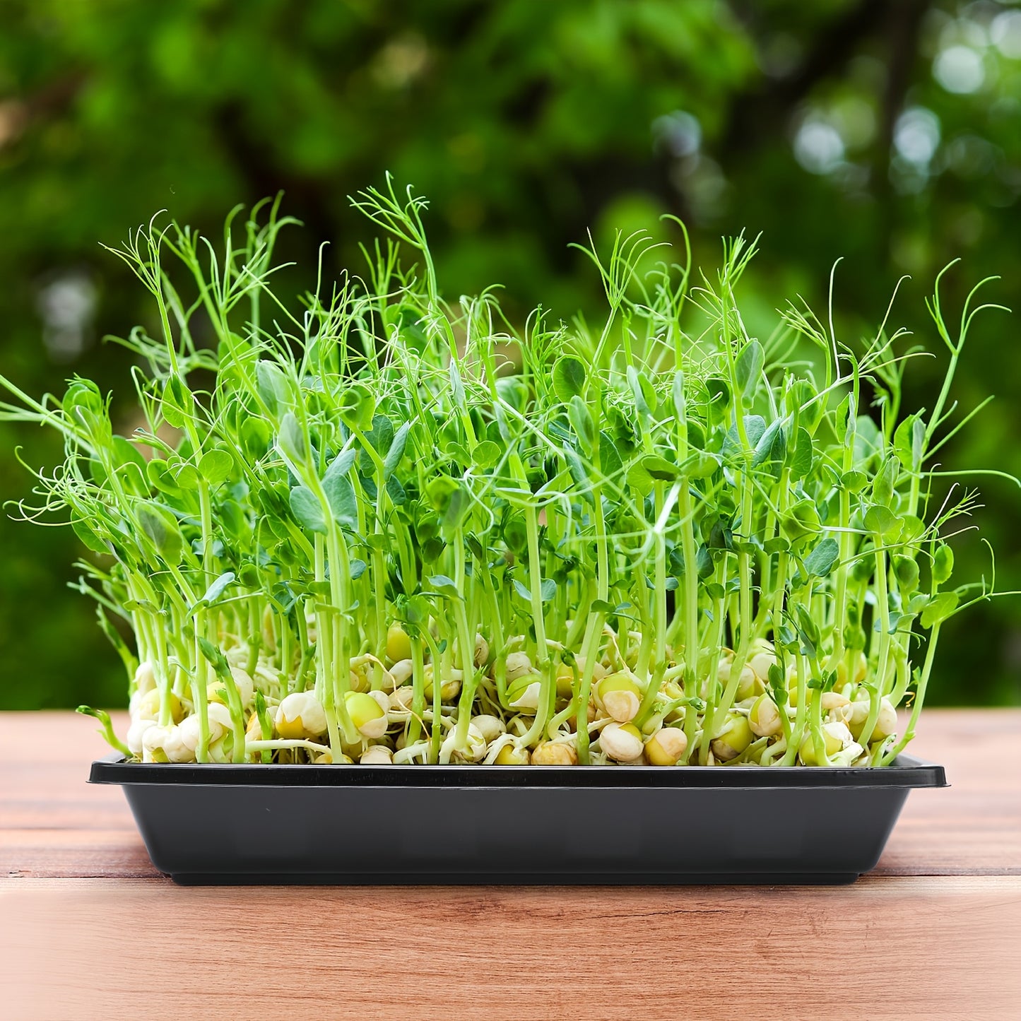 Hydroponic tray