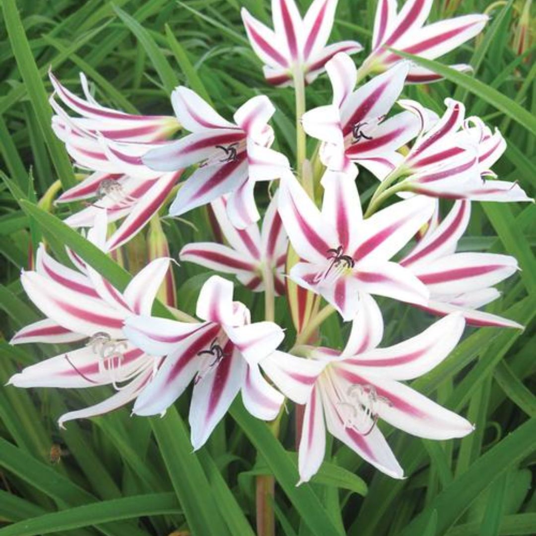 Crinum Lily (Milk and Vine) Flower Bulbs