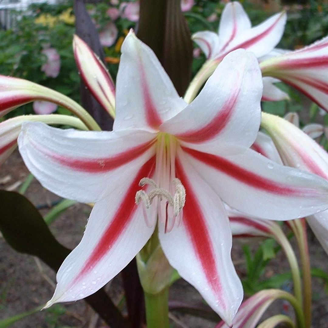 Crinum Lily (Milk and Vine) Flower Bulbs