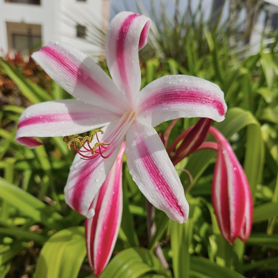 Crinum Lily (Milk and Vine) Flower Bulbs