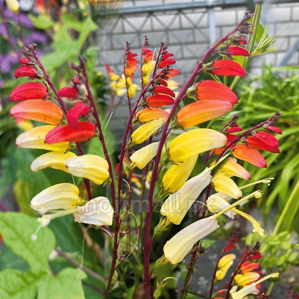 Mina Lobata Vine – Seeds-Moji Mall